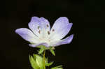 Largeflower baby blue eyes